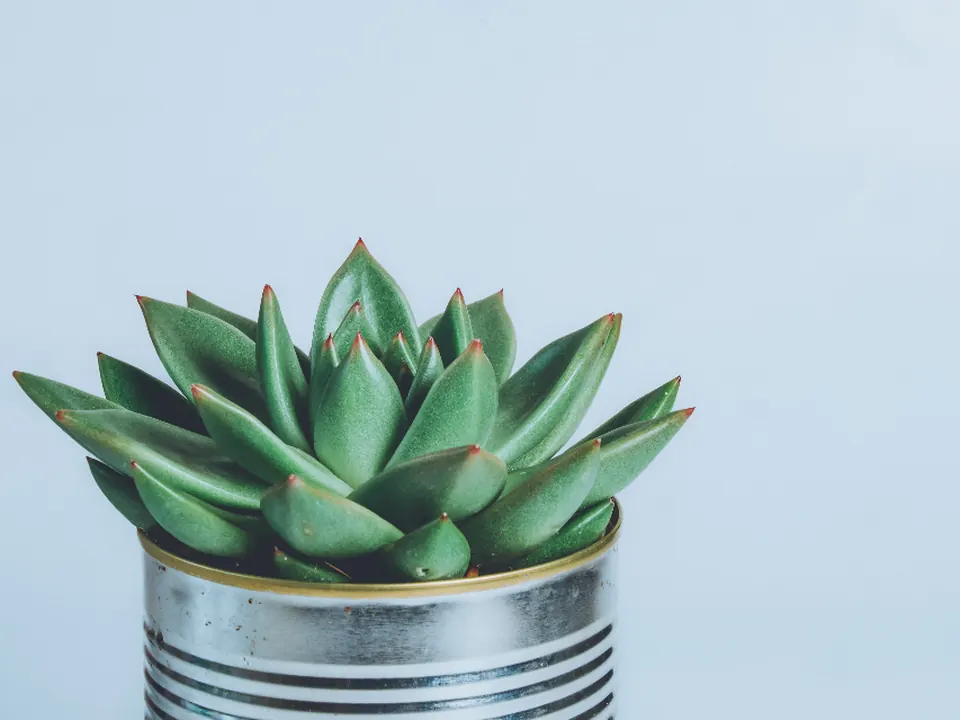 Succulent in a tin can against a pale blue wall